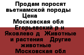 Продам поросят вьетнамской породы › Цена ­ 3 000 - Московская обл., Егорьевский р-н, Яковлево д. Животные и растения » Другие животные   . Московская обл.